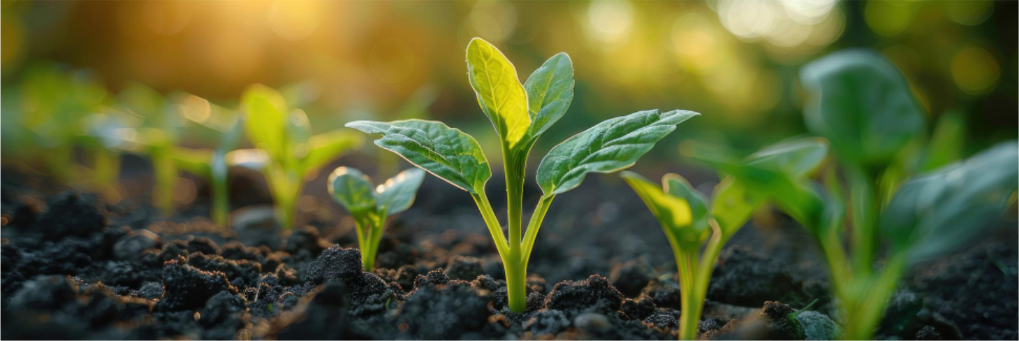 About Swastik Agro